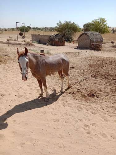 Sindhi horse — photo 4