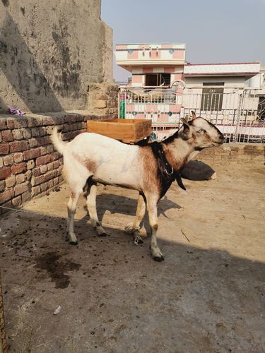 Paka kheera Goat — photo 2