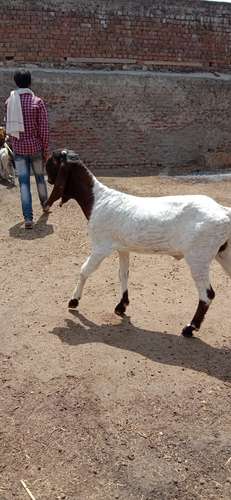 Totapari and 1 ajmeri — photo 2