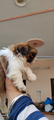 Shitzu Puppy — photo 5