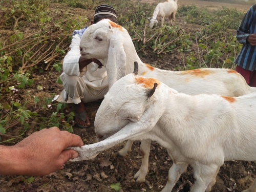 Sojat Goat — photo 2