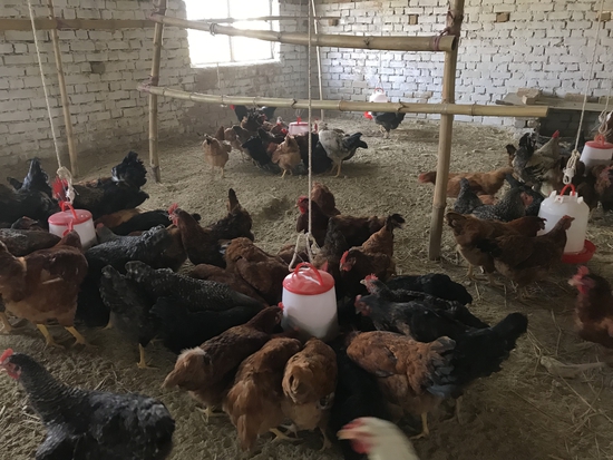 Hen — KUROLIER LAYER HENS, Uttar Pradesh, India