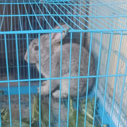 Indian Rabbit — photo 5