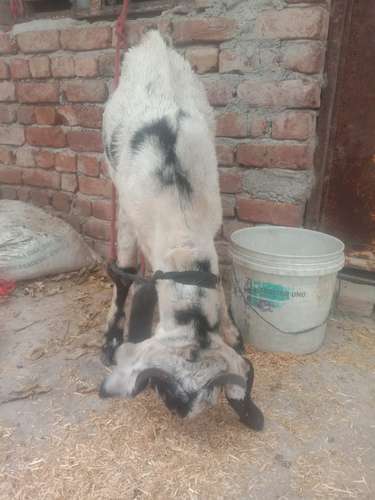 Desi Goat — photo 4