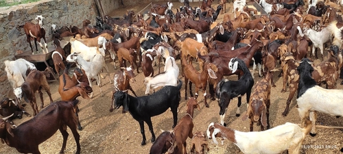 Sirohi Goat — photo 2