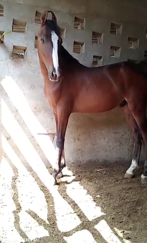 Horse  — photo 6