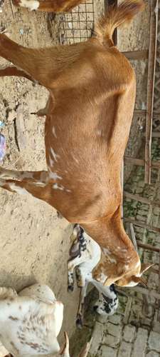 Barbari pure breed Goat — photo 2