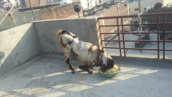 Hydrabadi Breedar for sale — photo 3