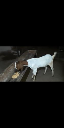 Boer cross  pregnant  female