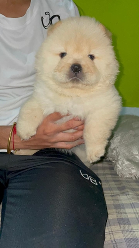 Chow Chow Puppy