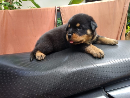 Rottweiler Puppy