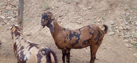 Hitesh goat farm ajmer..9252235766