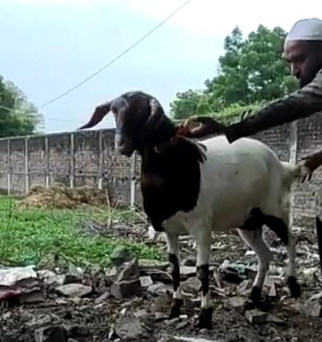 Banj female goat