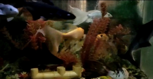 Fish pots  — photo 2