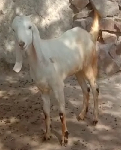 Sojat Goat