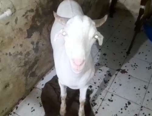 Patira Cross Goat — photo 3