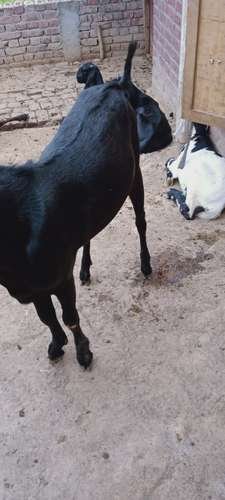 Beetal  Black Goat — photo 4