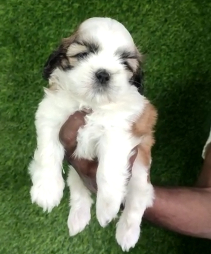 Shitzu Puppy