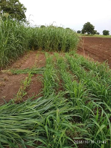 Grocery — Grass, Maharashtra, India