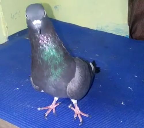 Pigeon — Pigeon, Banglore, India