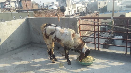 Hydrabadi Breedar for sale — photo 4