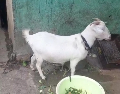Beetal Goat — photo 4