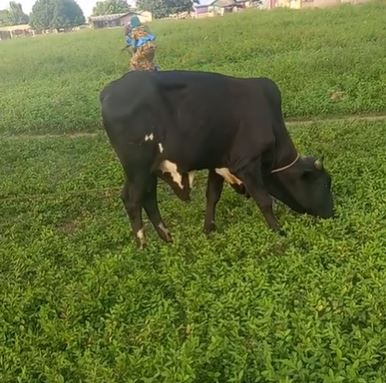 Cow  — Cow for sale in Atebubu, Ghana