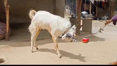 Kota goat — photo 2