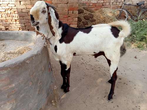 Goat — photo 3