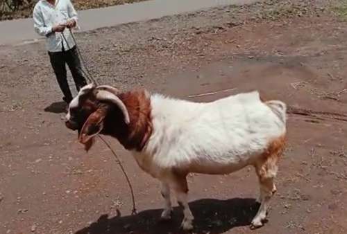 African Bore Goat — photo 2