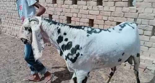 Punjabi Beetal — photo 4