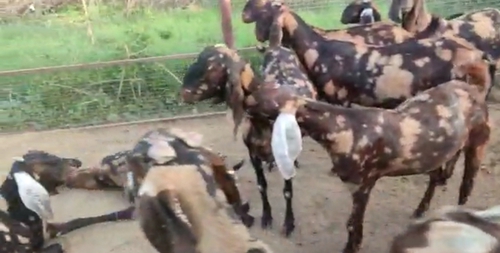 Sirohi Goats — photo 2