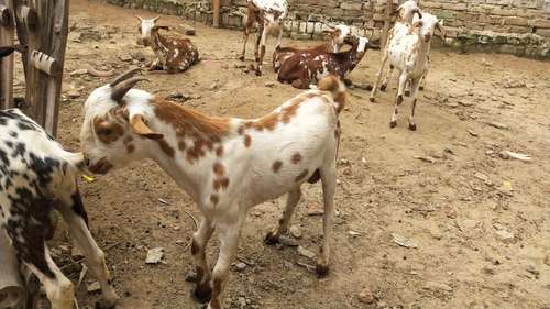 Barbari Goat — photo 2