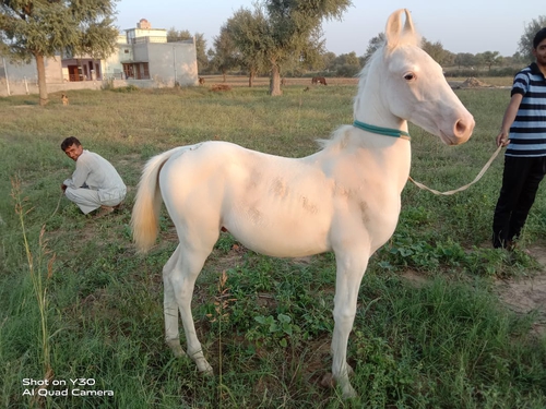 Nukra Horse