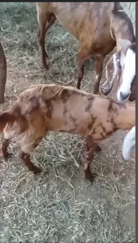 Sirohi female goat 4 piece — photo 3