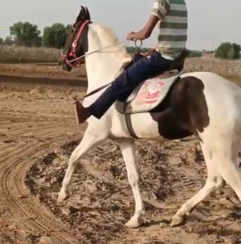 Marwari Horse — photo 3