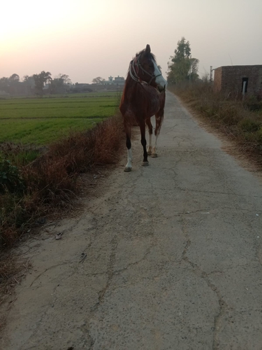 Horse Marwari — photo 3