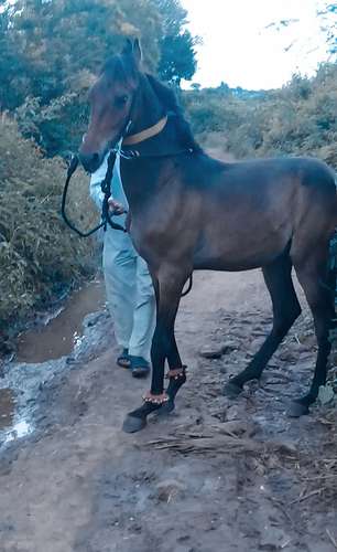 Marwadi Horse 🐎 — photo 3