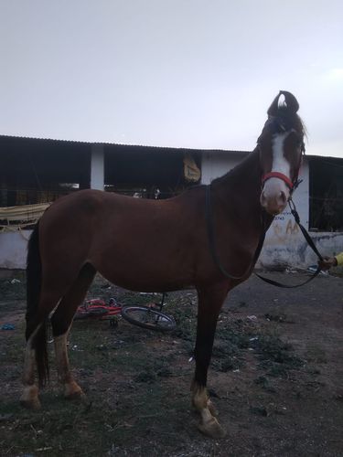 Horse Full Trend Dancing & Riding — photo 4