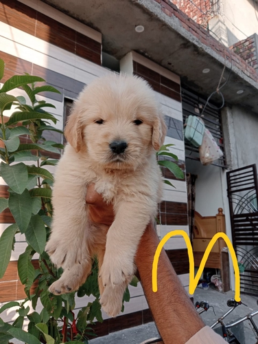Breathe Siberian Husky Golden retriever — photo 2