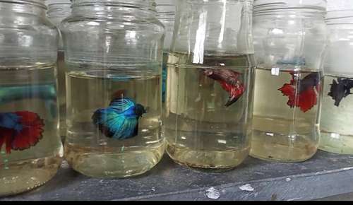 Half-Moon Bettas Fish — photo 2