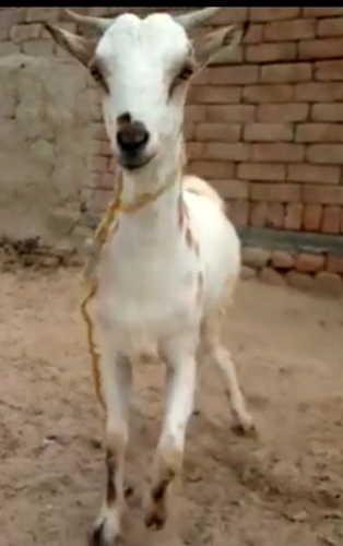Barbari Goat — photo 3