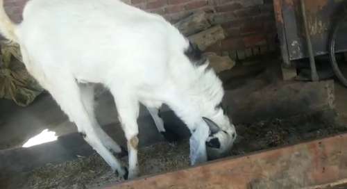 Gulabi Chamri Goat — photo 4