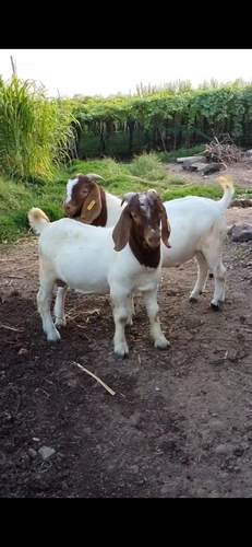 Boer Goat — photo 2
