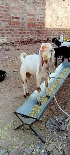 Breeder Goat — photo 5