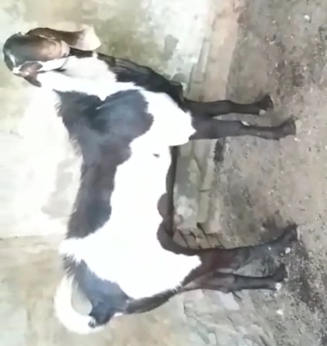 Beetal Goat