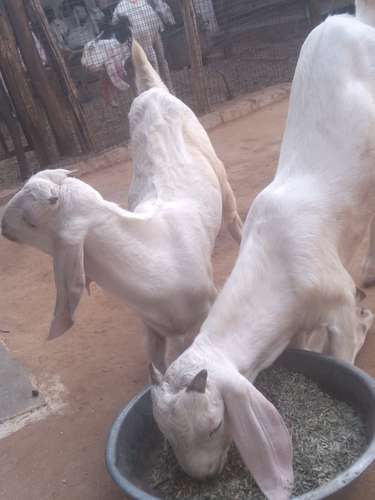 Gulabi goat — photo 2