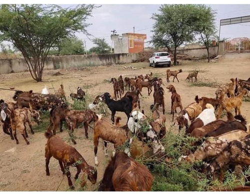 All Breed Goat — photo 4