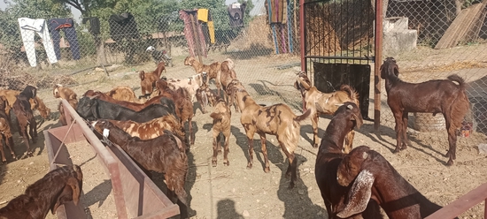 MP GOAT FARM AJMER RAJASTHAN — photo 3