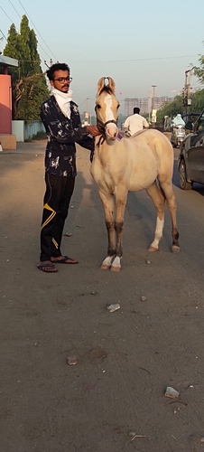 Kathiyawadi Horse — photo 5